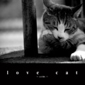 love cat