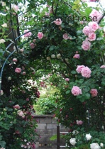 Un jardin parmi rose