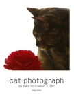 cat photograph