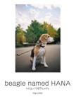 beagle named HANA