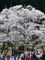 春の夢 … 三 大 桜