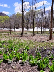  　 静かなる山野 2024 -Ⅰ