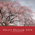 Cherry Blossom 2010