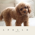 APOLLO 