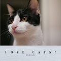 LOVE CATS!