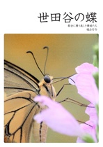 世田谷の蝶