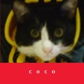 COCO