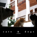 cats  &  dogs