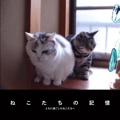 ねこたちの記憶