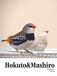 Hokuto&Mashiro