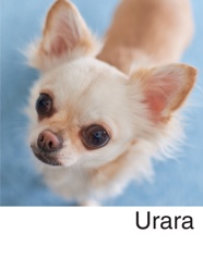  Urara