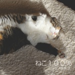 ねこ１００％