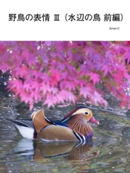 野鳥の表情 Ⅲ （水辺の鳥 前編）