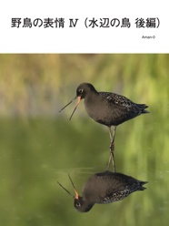 野鳥の表情 Ⅳ （水辺の鳥 後編）