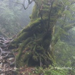 Yakushima