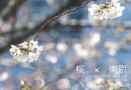 桜　×　東京