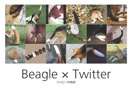 Beagle × Twitter