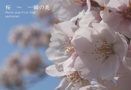 桜　～　一瞬の美