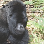 The mountain gorilla