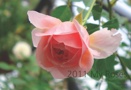 2011 My Roses