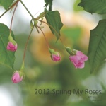 2012 Spring My Roses