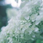 hydrangea*