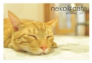 neko@cafe