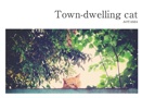 Town-dwelling cat
