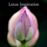 Lotus Inspiration