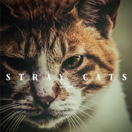 STRAY CATS