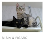 MISIA & FIGARO