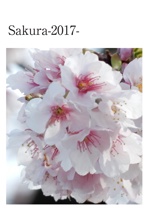 Sakura-2017-