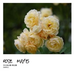 rose　may'15