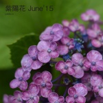 紫陽花 June'15