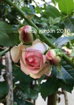 Rose garden 2016