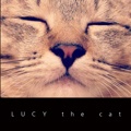 LUCY the cat