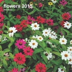 flowers 2015