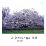 　　　小金井桜と春の風景