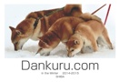 Dankuru.com