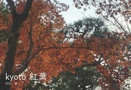 kyoto 紅葉 