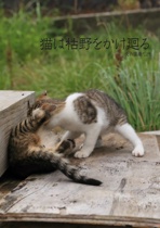 猫は枯野をかけ廻る