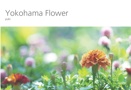 Yokohama Flower