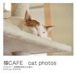 猫CAFE   cat photos