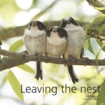 Leaving the nest
