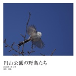 円山公園の野鳥たち