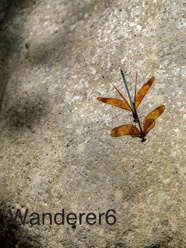 Wanderer6