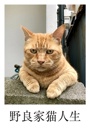 野良家猫人生