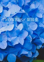 FROWERS／紫陽花