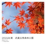 2024紅葉　武蔵丘陵森林公園