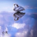 白鳥
